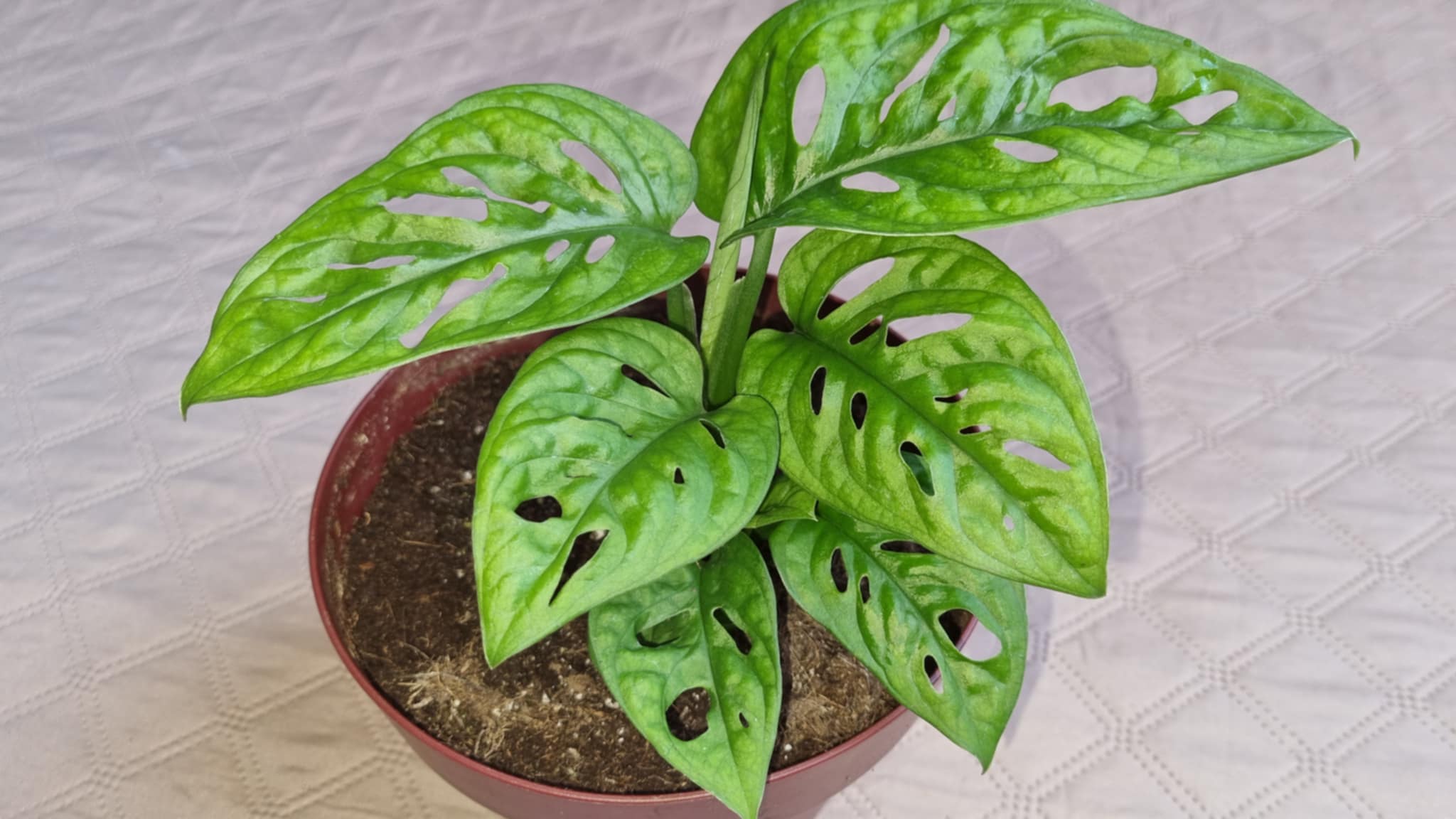 Gatenplant